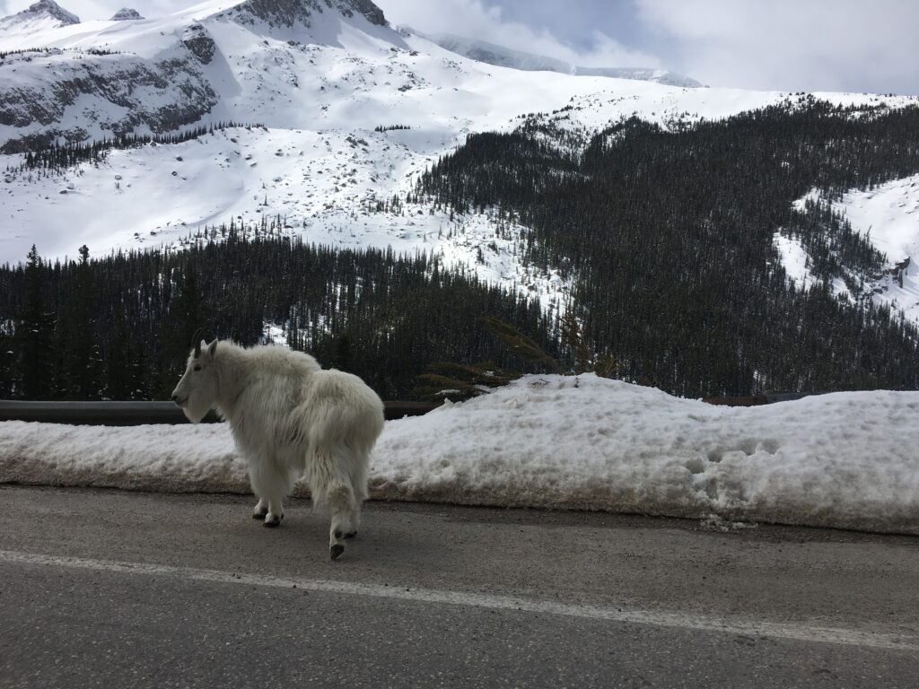 Banff Mountain Goat
