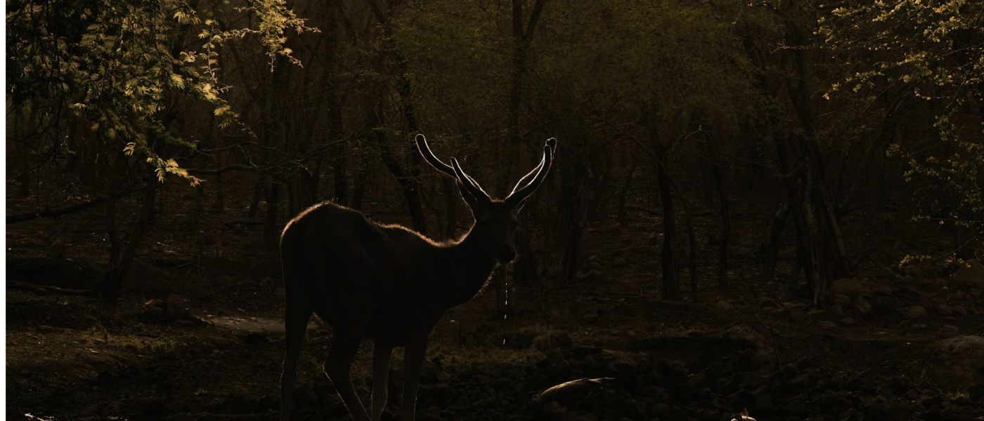 Ethical Hunting Tourism: How to Experience the Wild Responsibly