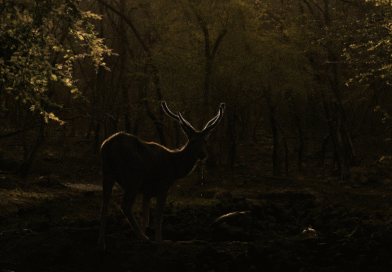 Ethical Hunting Tourism: How to Experience the Wild Responsibly