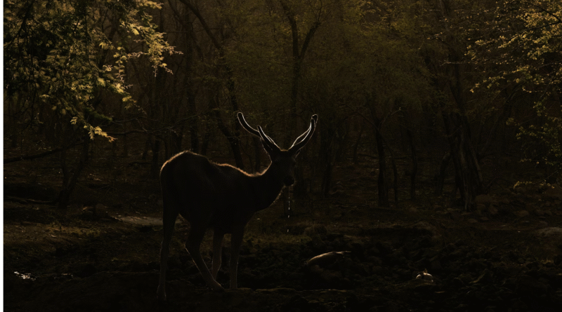 Ethical hunting tourism